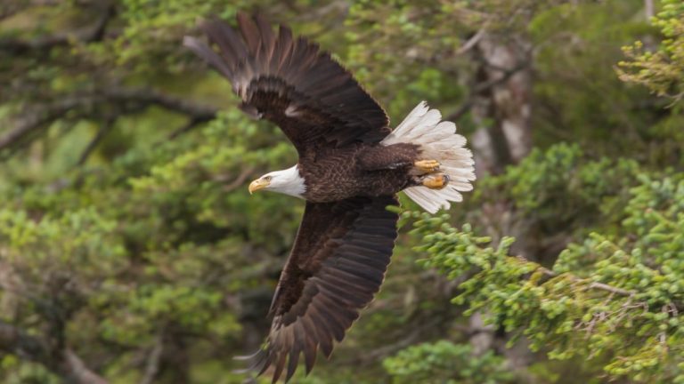 Bald eagle spreads its wings wide as it flies with green trees in the background on the Prince William Sound Discovery cruise.