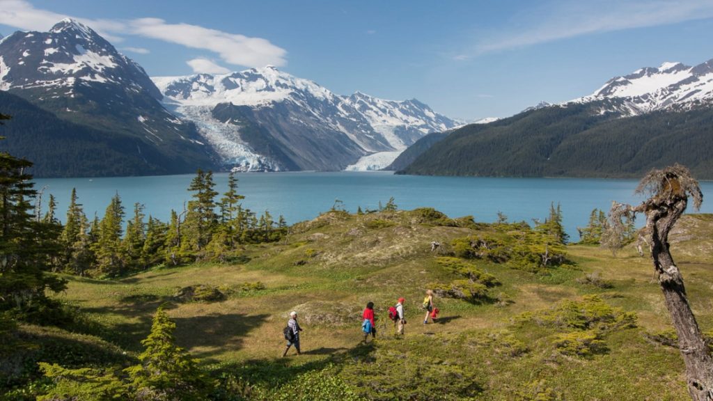 Hikers walk among bright green grass & trees on a sunny day in Prince William Sound, Alaska.