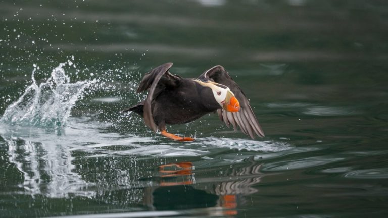 Puffin with bright orange-tipped beak & dark feathers flies into the water to catch its prey on an Alaska small ship cruise.