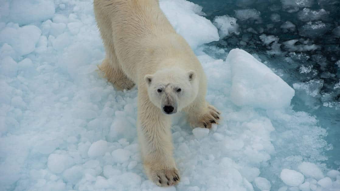 A polar bear looks up from an iceberg during the Realm of the Polar Bear Arctic expedition.