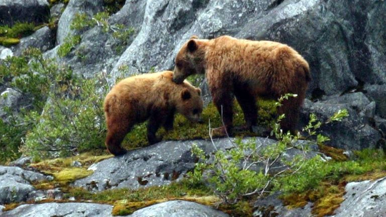 alaska grizzly bears standing in front of sheer rocks