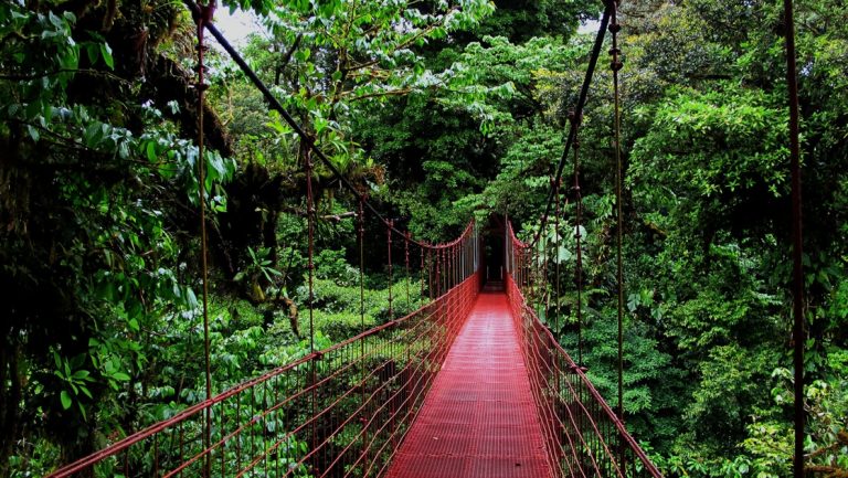 A red hanging bridge going through the jungle in Costa Rica.