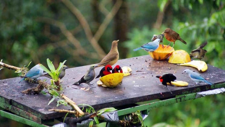 several colorful birds eating fruit on platform on tropical volcano & cloud forest trip