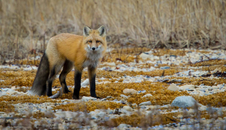 A red arctic fox looking at the camera.
