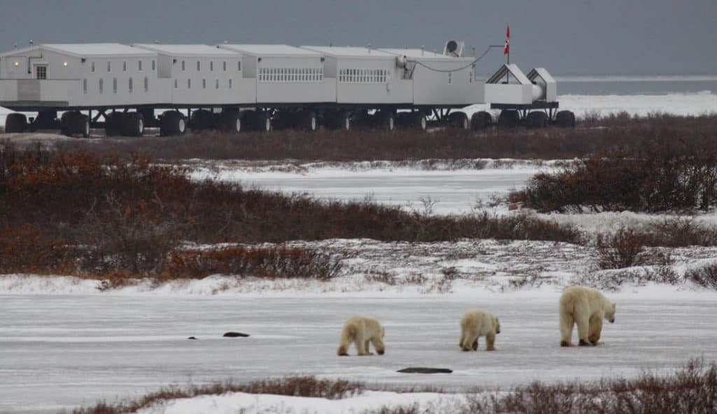 A group of three polar bears walking toward the Tundra Lodge.