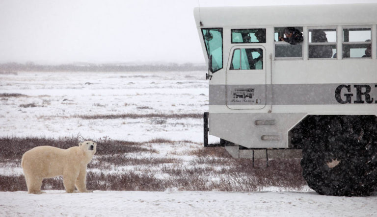 A polar bear standing in front of the polar rover on the tundra.