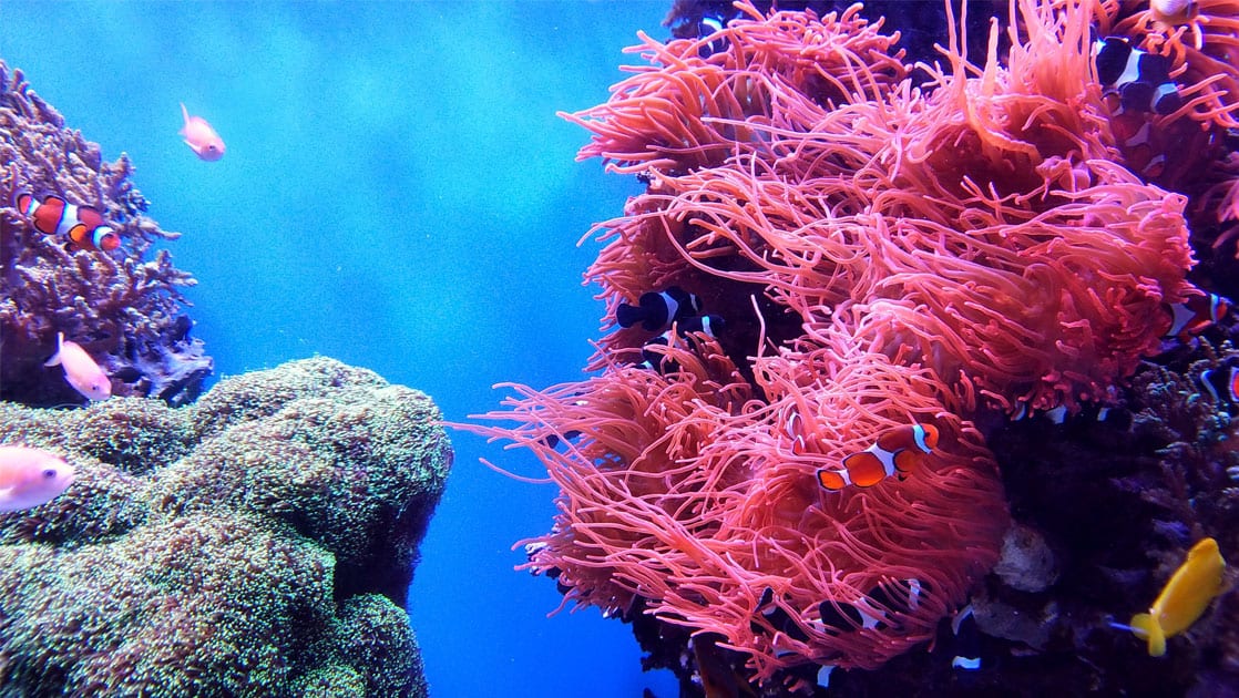 Great Barrier Reef Small Ship Cruise | AdventureSmith ...