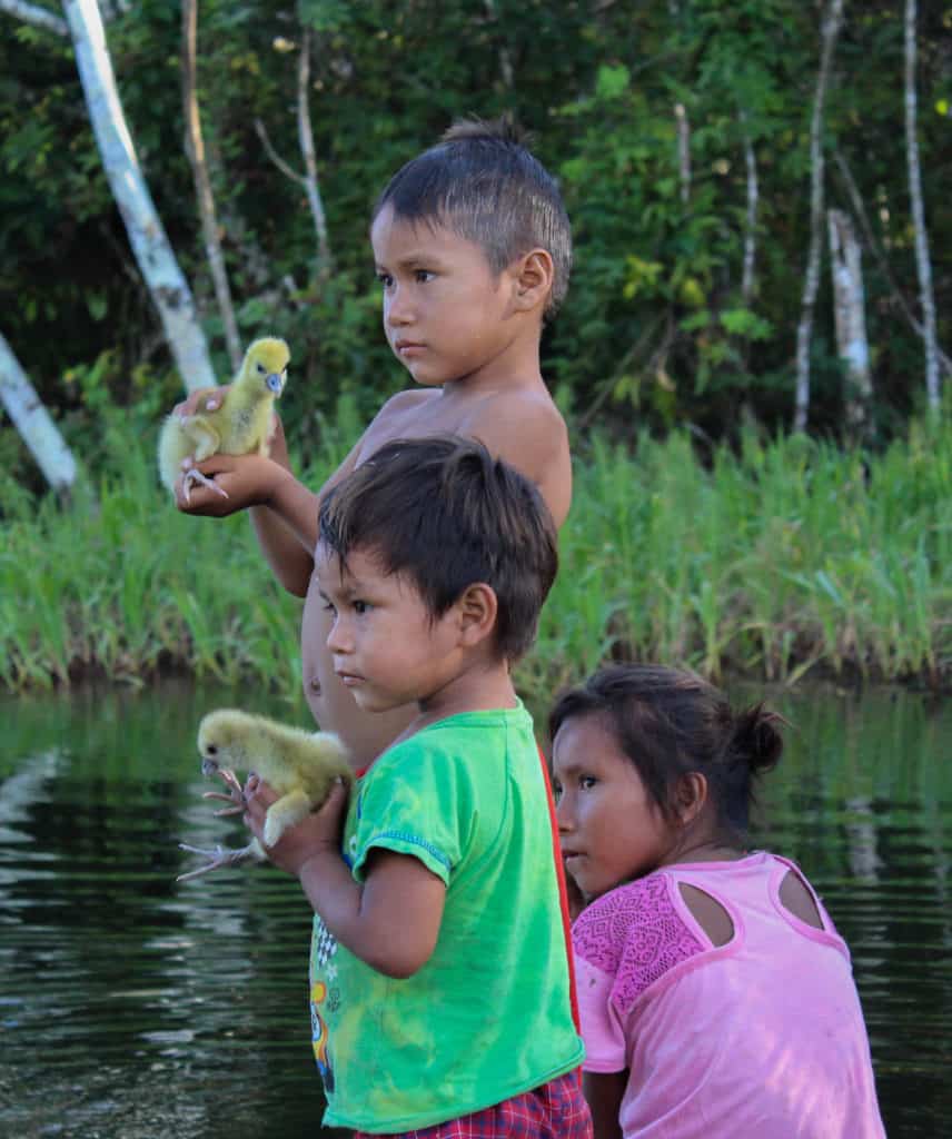 Three Amazonian children holding baby chicks.