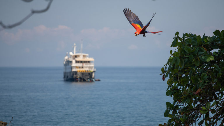 Scarlet macaw flying above the Safari Voyager luxury expedition ship in Belize on a sunny day.