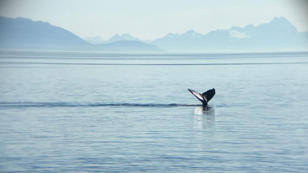 Whale tail coming out of the ocean with a mountain range in the background on a hazy day in Alaska.