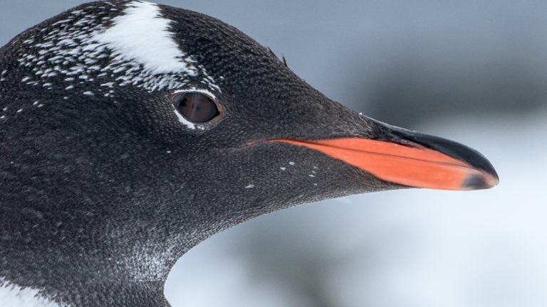 Close up of a gentoo penguin's face on an Antarctica Express Air Cruise.