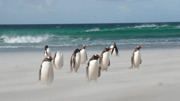 A flock of gentoo penguins stand on a sandy beach with turquoise waves rolling in behind them on the South Georgia & Polar Circle Cruise.
