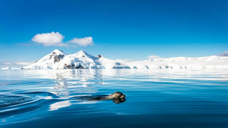 A seal pokes its head above calm blue waters with snowcapped peaks in the distance on a sunny day in Antarctica on the South Georgia & Polar Circle Cruise.