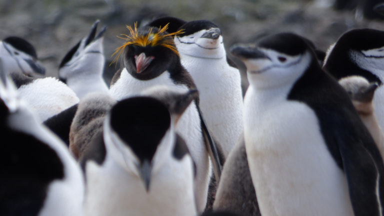 One macaroni penguin stands amongst a group of chinstrap penguins in Antarctica.