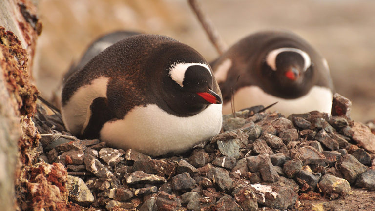 Two gentoo penguins sit on top of their rocky nests in Antarctica.