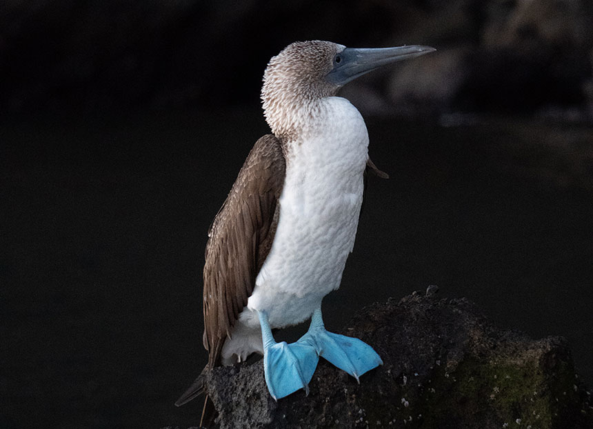 Galapagos blue footed boobie sits on a dark rock along the coast line