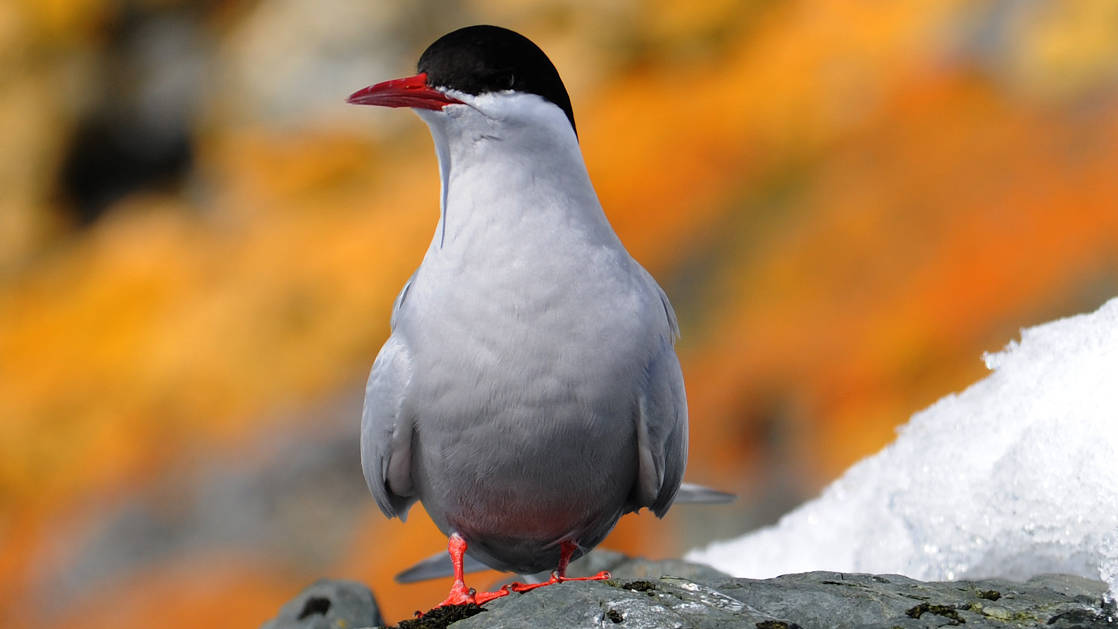 An Antarctic tern with white body, black head & dark red beak sits on a rock during the Great Austral Loop luxury Antarctica voyage.