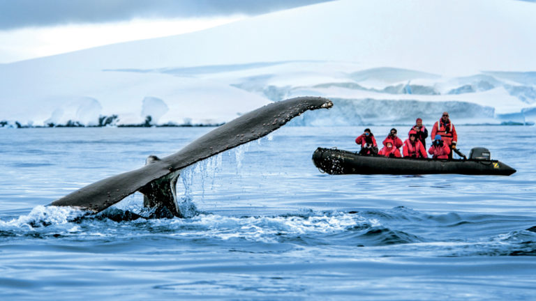 A Zodiac with polar travelers views a whale tail as it appears above water during the Great Austral Loop luxury Antarctica voyage.