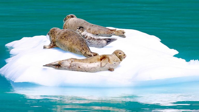 4 seals lay on a white iceberg that is floating in teal green water of Alaska. Seen from a small ship cruise in glacier bay.