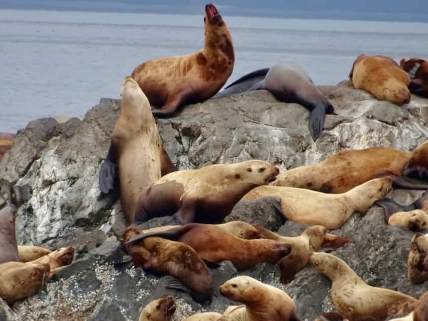 seen from the Westward small ship in Alaska, a group of 20 or more seals bask on a group of rocks behind them is the grey blue ocean horizon.