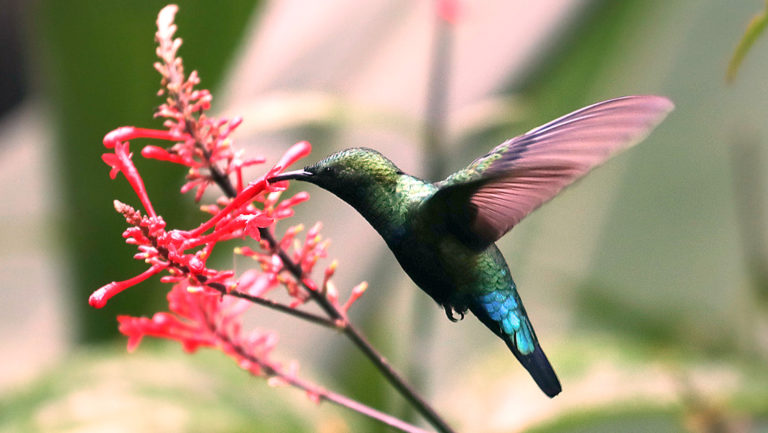 Hummingbird with pink wings, iridescent green head & bright blue tailfeathers drinks nectar from a pink flower during the Pearls of the Caribbean luxury cruise.