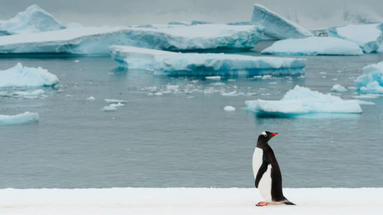 A gentoo penguin stands on shore and looks behind itself with floating blue icebergs in the background during the Spirit of Antarctica expedition.
