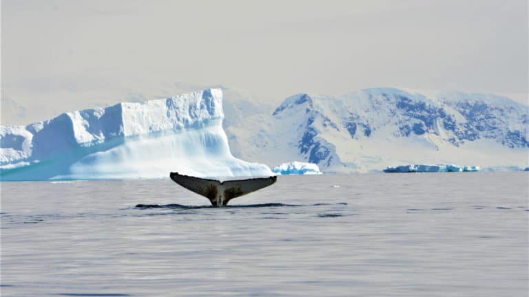 A humpback whale tail sticks out of the water with blue icebergs in the background during the Active & Wild Antarctica Air Cruise.