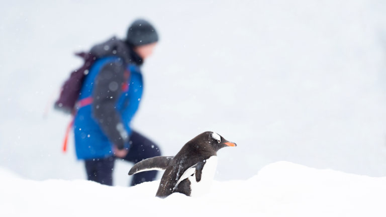 A hiker in a blue-&-gray jacket walks beside a gentoo penguin in a snowy environment during the Active & Wild Antarctica Air Cruise.
