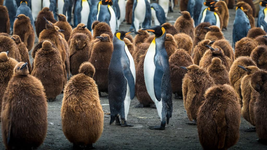Brown, fuzzy juvenile king penguins surround a pair of adults during the South Georgia Antarctic Odyssey Cruise.