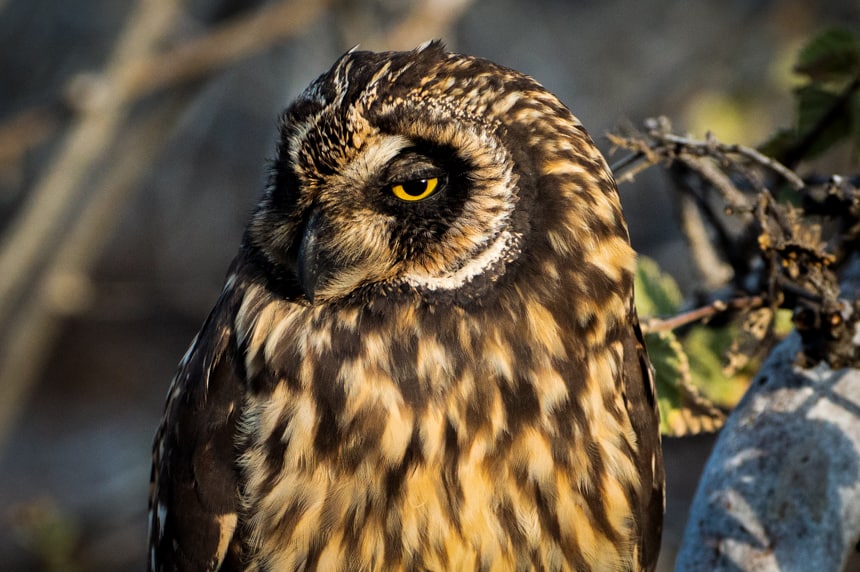 A portrait of the short-eared own, showing its Its bright yellow eye, black beak and brown and tan spotted feathers, seen on Genovesa Island aboard a Camila Galapagos cruise.