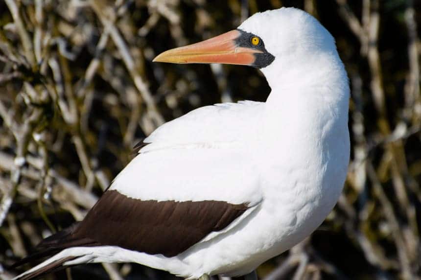 A portrait of a Nazca boobie, showing its yellow eyes and orange and yellow beak, seen on Genovesa Island aboard Camila Galapagos Cruise