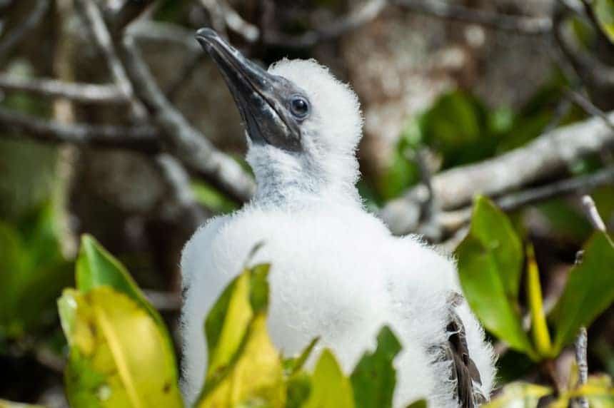 A booby bird chick, with fluffy white young feathers and a grey face sits in a green leaved mangrove tree on Genovesa Island.
