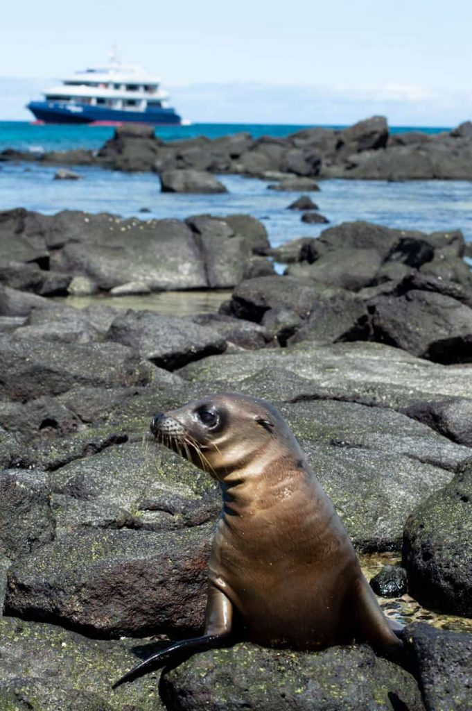 A sea lion pup rests on the rocky shore of the Galapagos, on the blue ocean horizon behind it floats a small blue and white yacht