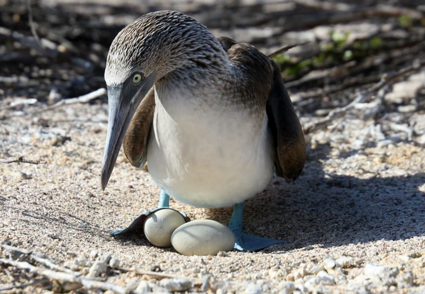 In the Galapagos Islands a blue footed boobie stands in a nest of sand and beach shells, its bright blue feet are cradling two white eggs.