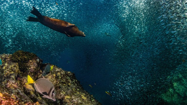 Sea lion swims among a large school of small silver fish, with bright coral reef & fish beneath, seen during the Sea & Sierra: Glamping Baja California Sur land tour.