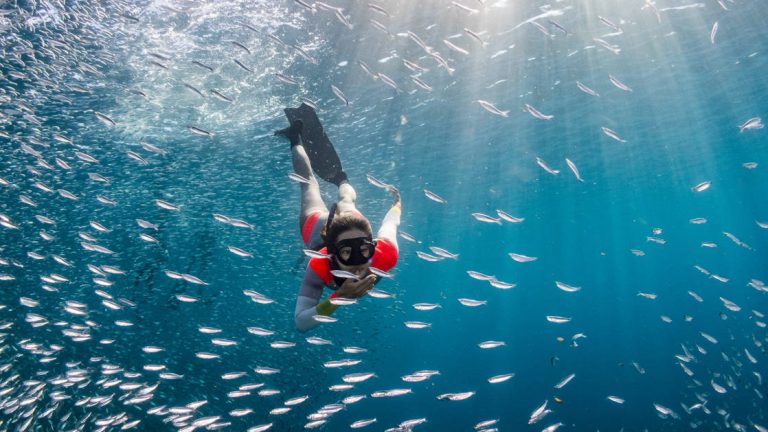 Woman snorkeler dives deep into a school of silver fish among deep blue water on the Sea & Sierra: Glamping Baja California Sur land tour.