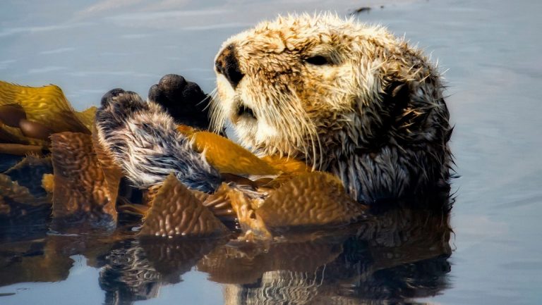 An up close portrait of a fuzzy otter in Alaska with long floats on its back while holding onto sea kelp with its paws.