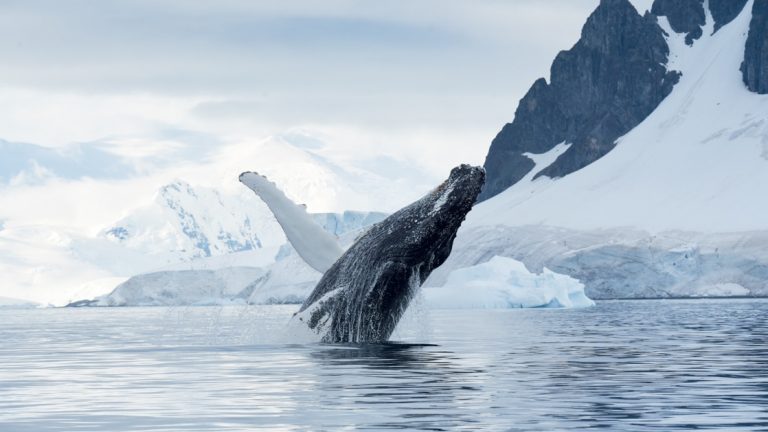 Humpback whale raises its head and a fin out of glassy waters during Le Commandant Charcot Bellingshausen Sea Voyages.
