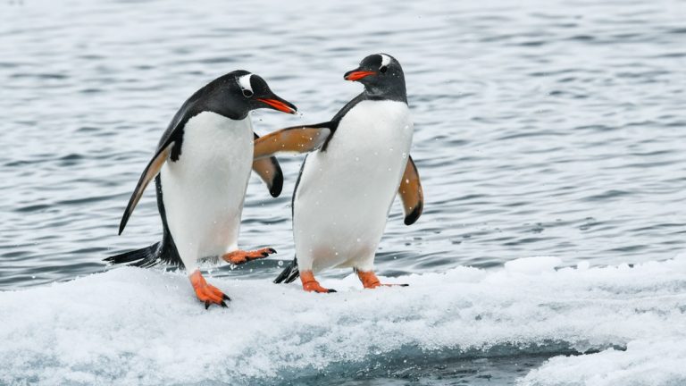 2 gentoo penguins touch wings standing atop an iceberg, seen during Le Commandant Charcot's Ross Sea cruise.