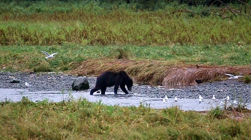 Seen during a Catalyst Alaska cruise a brown bear walks through Pack Creek hunting salmon