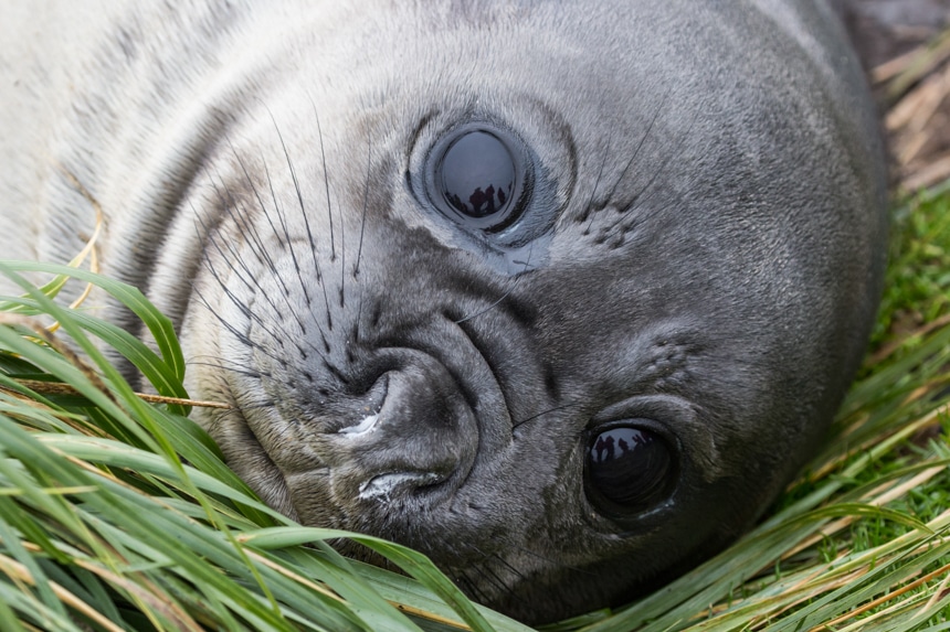 an elephant seal pup with big, black eyes and milk covered nostrils laying in the lush, green grass in antarctica