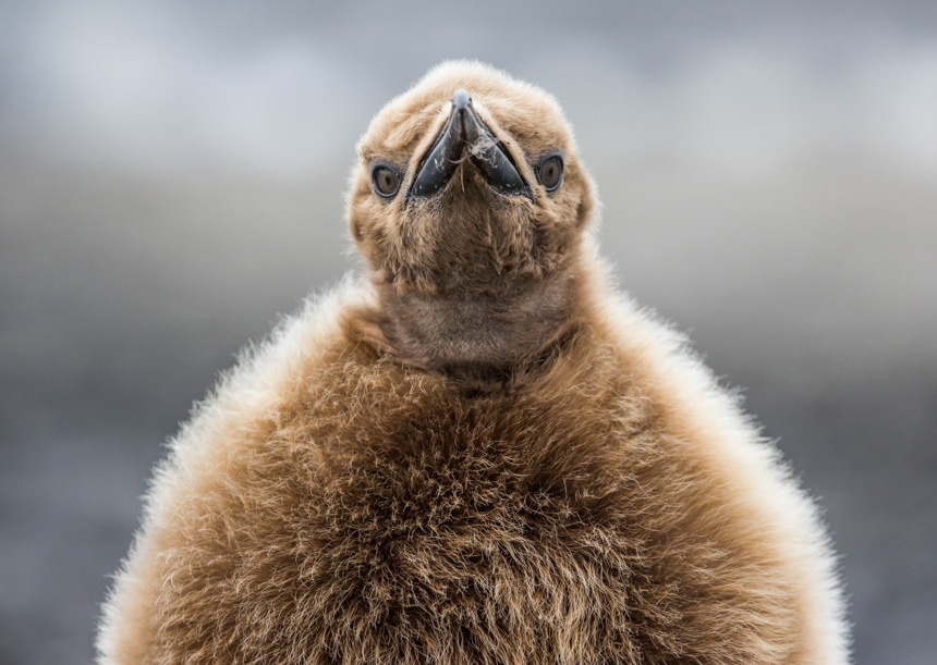 light brown fuzzy king penguin chick looking directly at camera on South Georgia Island of Antarctica