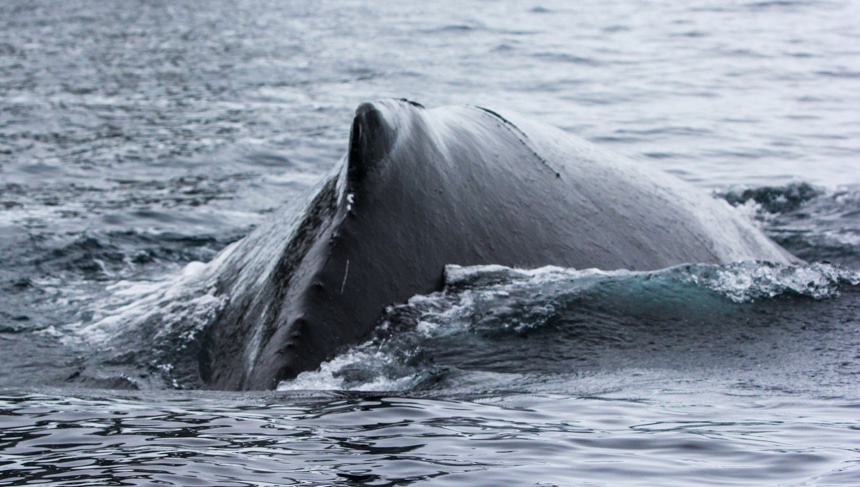 a close up of a whale breaching the ocean water in the grey icey ocean in antarctica