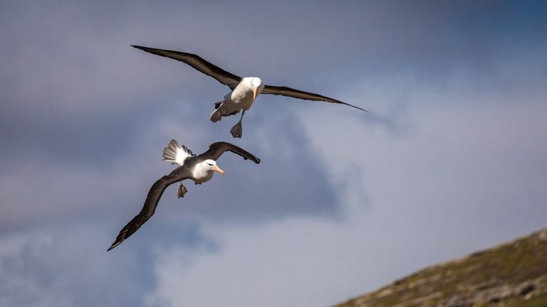 2 black-browed albatross fly beside each other during the Essential Patagonia: Chilean Fjords & Torres del Paine Cruise.
