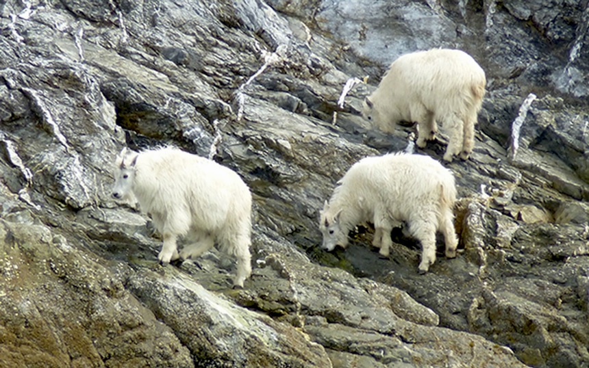 Three mountain goats climbing on rocky cliffside seen on a small ship tour in ALaska. 