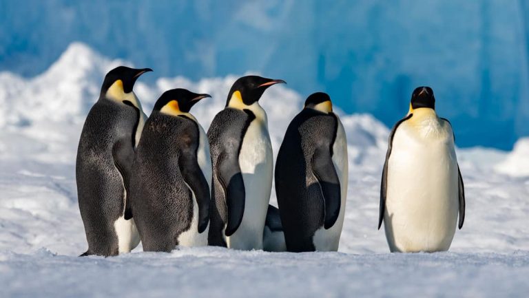 Group of adult emperor penguins with white bellies, gray backs, black beaks & orange-yellow necks stands atop a snowfield.