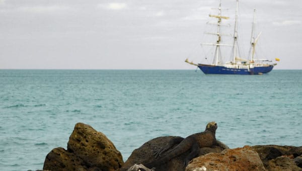 An iguana seen in front of a ship with masts on a Galapagos trip