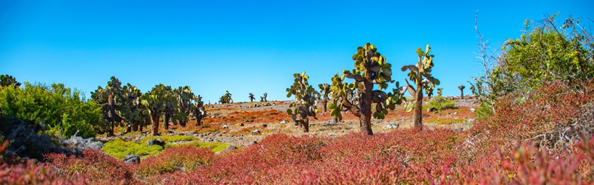 A brightly colored Galapagos island landscape, teal blue sky, green cactus and palos santos trees, and red ground vegetation. 