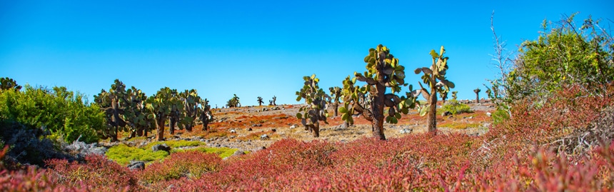 Eine farbenfrohe Galapagos-Insellandschaft, türkisblauer Himmel, grüne Kakteen- und Palos-Santos-Bäume und rote Bodenvegetation.