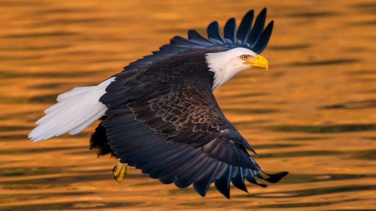 Bald eagle with spread wings flies over golden waters during the Alaska Explorer: Kenai Peninsula & Prince William Sound tour.